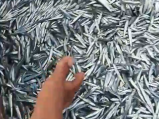 Cuaca Ekstrem, Harga Ikan Di Malra Melonjak